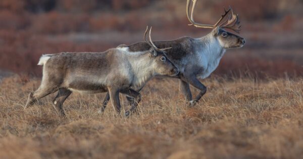 Concerns Mount Over Ambler Road’s Impact on Caribou and Subsistence Users in Northwest Alaska