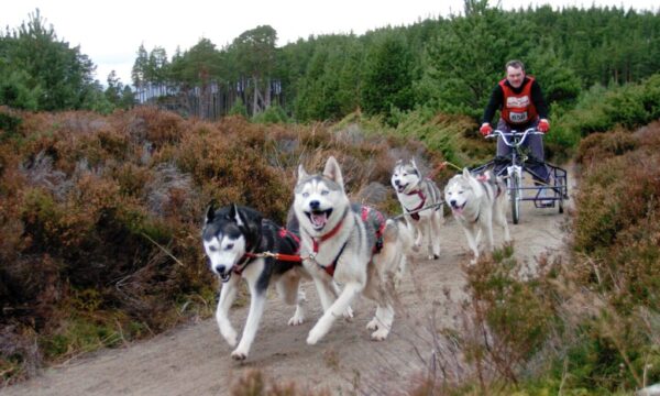 The Journey of Wattie McDonald: From Kilted Iditarod Racer to Husky Haven Founder