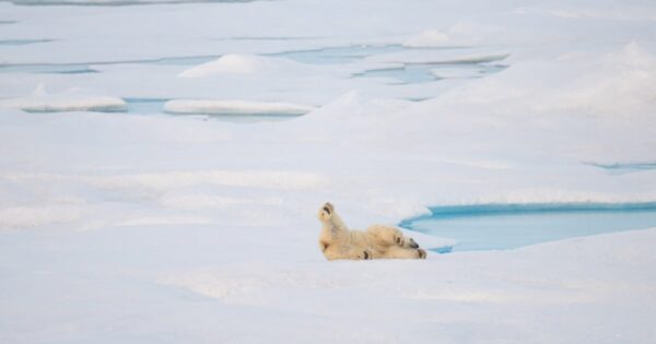 Trump Administration Announces New Offshore Oil Leasing Plans in Arctic Waters