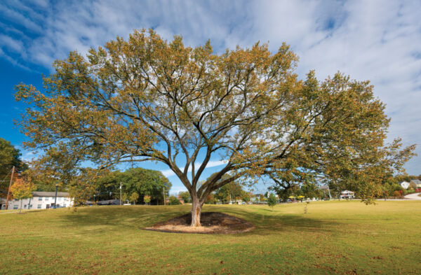 Atlanta’s Champion Trees: Nature’s Resilience Amid Urban Expansion