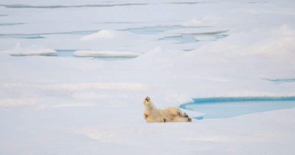 Trump Administration Plans New Offshore Oil Leasing in Arctic Waters