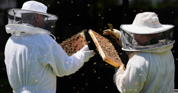 The Rise of Urban Beekeeping in Dallas: A Sweet Solution to Declining Honey Bee Populations
