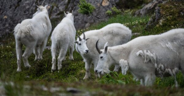 The Stranded Hunters: A Tale of Survival and Rescue in Alaska