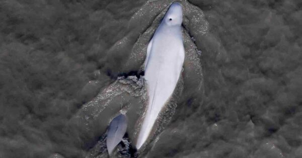 Conservation Groups Sue to Overturn Mining Permit Affecting Endangered Whales