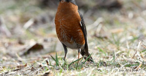 American Robins Return to Northern Alaska, Signaling Spring’s Arrival