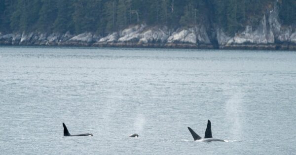 Alaska Residents Benefit from Last-Minute Tourism Deals Amid Economic Uncertainty