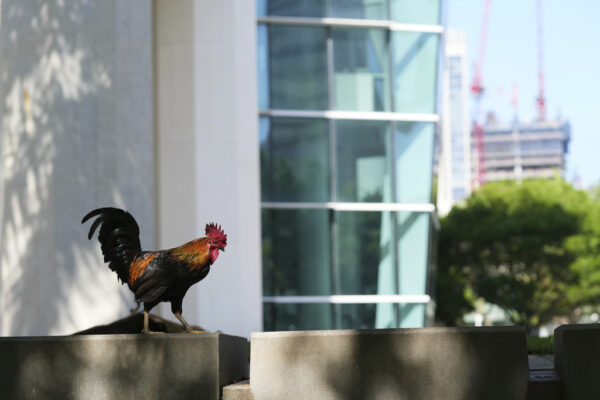 The Rooster Renaissance: Miami’s Feathered Residents Become City Mascots