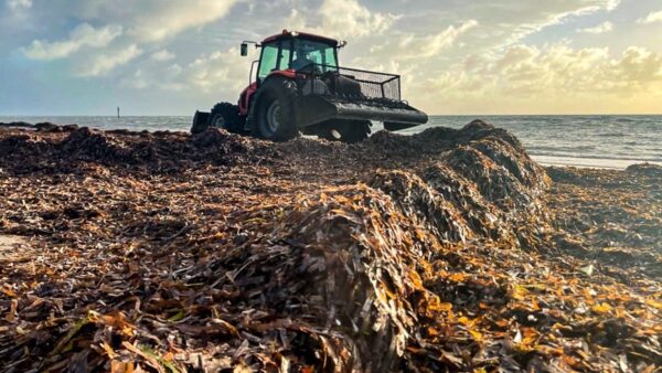 Sargassum Bloom Threatens Southeast Florida Beaches but Predictions Remain Uncertain