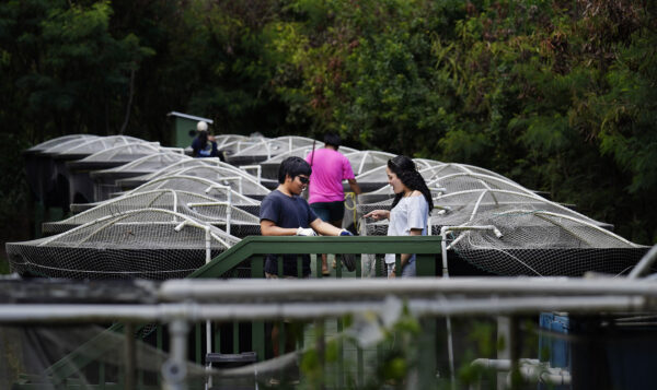Hawaiʻi Department of Agriculture to Overhaul Land Use Rules for Farmers