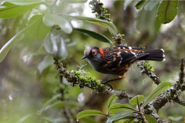 Innovative Mosquito Birth Control Initiative Launched to Save Endangered Hawai’ian Honeycreepers