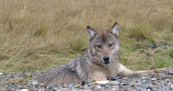 Coastal Wolves in Alaska’s Gustavus Area Switch to Sea Otters, Face Mercury Exposure