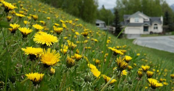 The Unyielding Dandelion: A Battle with Nature in Anchorage