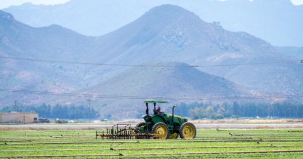 ICE Raids Cause Alarm in Ventura County’s Strawberry and Celery Fields