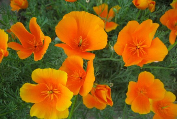 Create Your Urban Oasis: Container Gardening with California Native Plants in San Diego