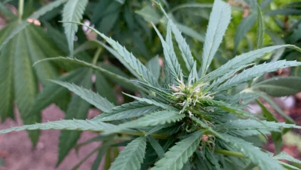 San Diego Moves Towards Extending Cannabis Dispensary Operating Hours to Boost Revenue
