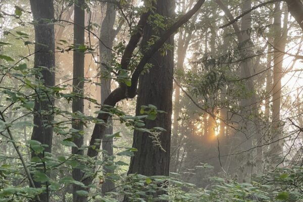 Challenges in Urban Forestry Funding Amidst Political Shifts