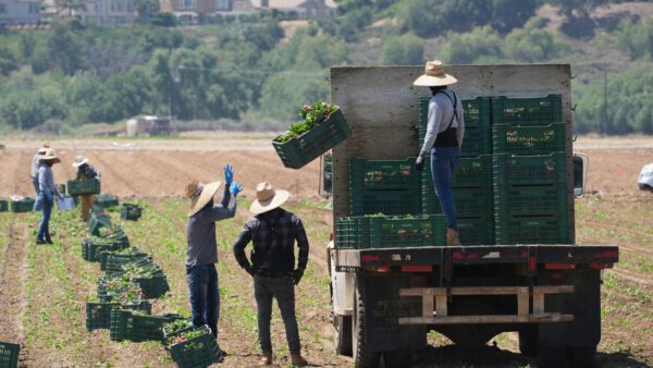 Federal Immigration Raids Disrupt California’s Agricultural Workforce