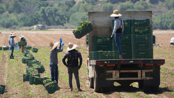 DHS Pauses ICE Raids on Agriculture, Hospitality Industries Amid Protests