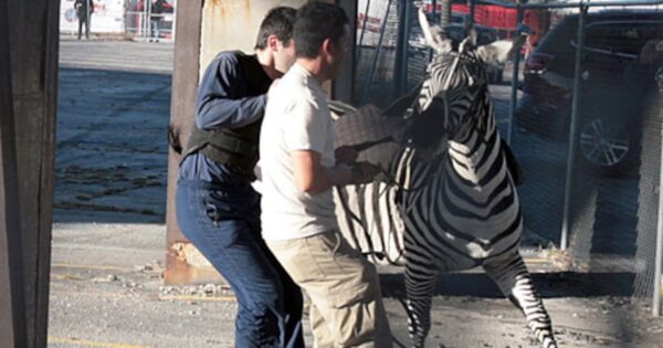 Traffic Strangeness: The Adventures of Lima the Zebra and Beyond in Atlanta