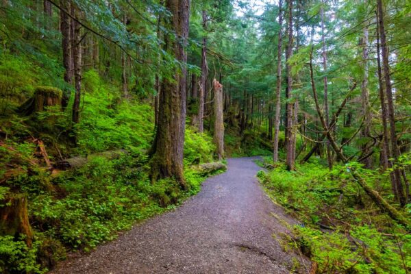 Explore the Wonders of Tongass National Forest: A Guide to Alaska’s Wild Haven
