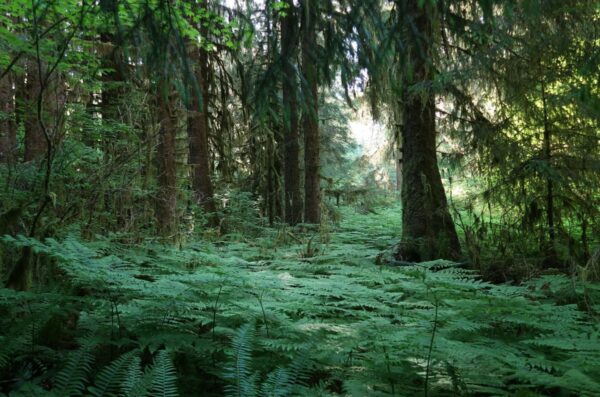 Exploring the Wonders of Temperate Rainforests: Hoh Rain Forest and Fragas do Eume