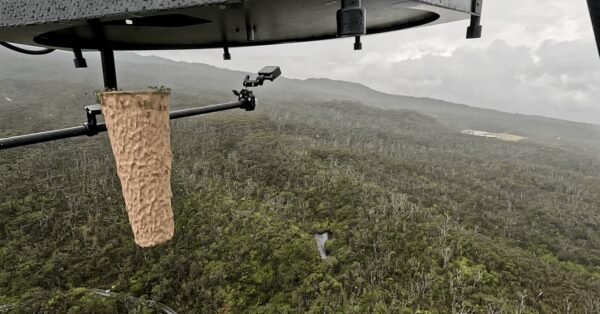 Innovative Drone Project Aims to Save Hawaii’s Endangered Honeycreepers from Malaria