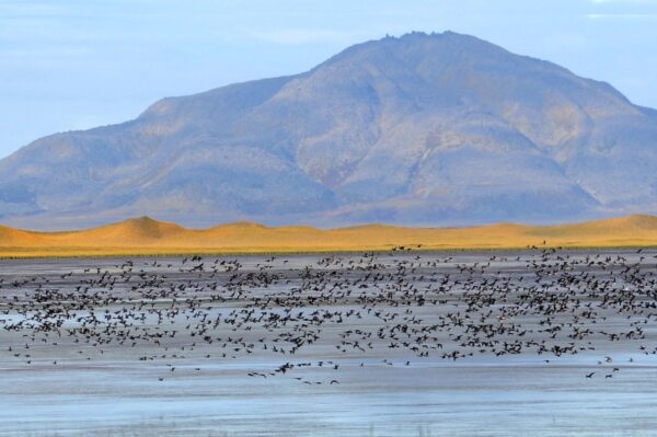 Discover the Avian Paradise of Izembek National Wildlife Refuge in Alaska