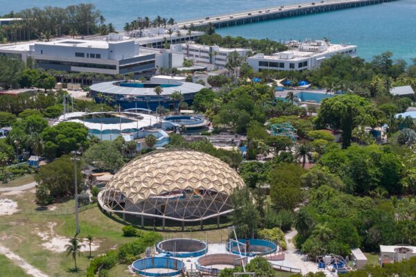 Miami Seaquarium’s Future Uncertain as New Owners Seek Sale of Dolphin Company Businesses