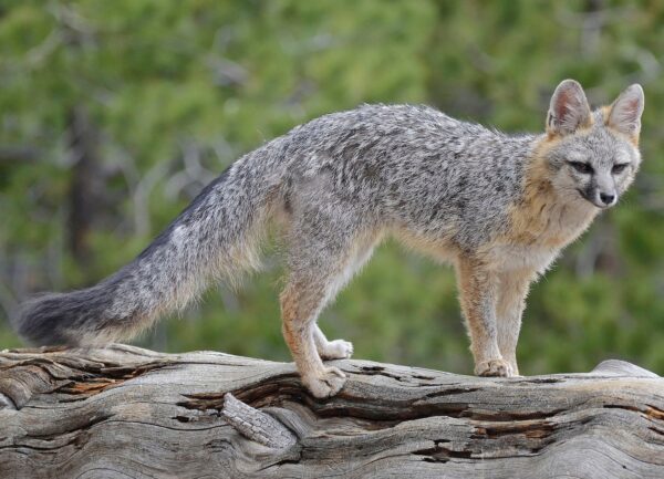 Exploring the Rich Wildlife of San Diego’s Trails