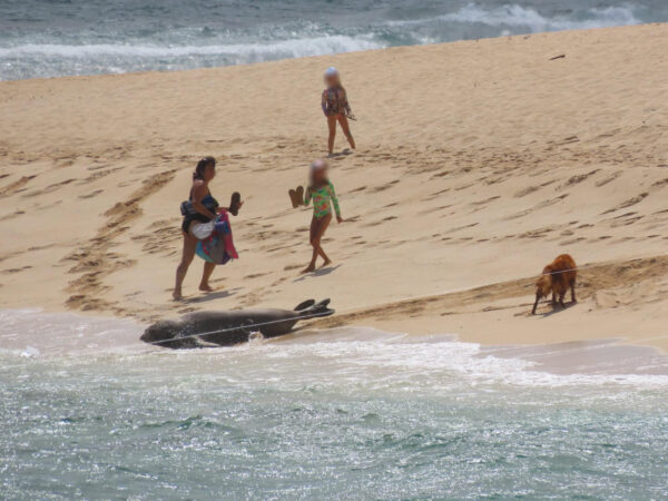Importance of Beach Leash Laws Highlighted by Recent Incident with Hawaiian Monk Seal