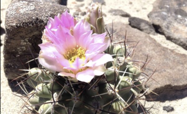 Colorado Hookless Cactus Officially Delisted as Threatened Species