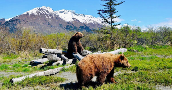 Spring Adventures Await in Alaska: A Guide to Seasonal Activities