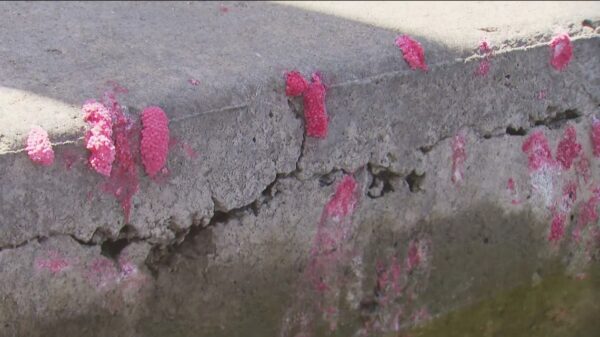 Invasive Apple Snails Spread Unusual Pink Blobs in San Diego Lakes