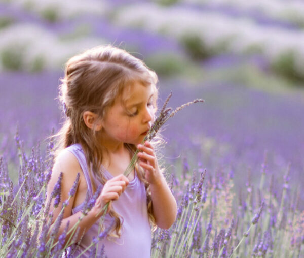Experience the Magic of Lavender This Summer: Family-Friendly Farms and Festivals Await