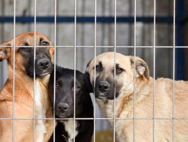 Urgent Call to Action: How to Help Overloaded Animal Shelters in Clark County