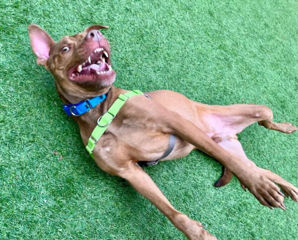 San Francisco Shelters Face Crisis as Overadoption Leads to High Euthanization Rates