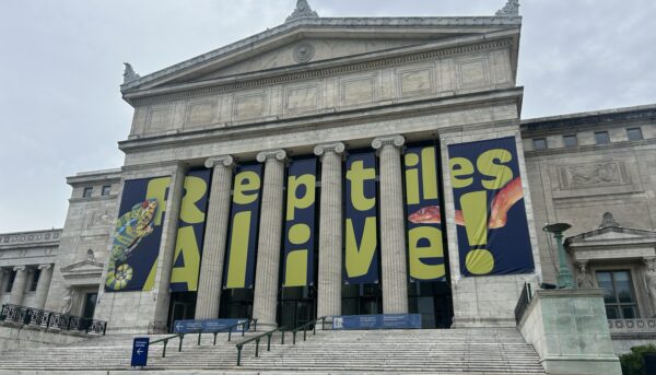 Field Museum Reveals Exciting ‘Reptiles Alive!’ Exhibit Opening