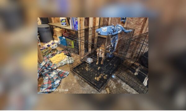 SPCA of Texas Gains Custody of 66 Animals Amid Cruelty Charges in Van Zandt County