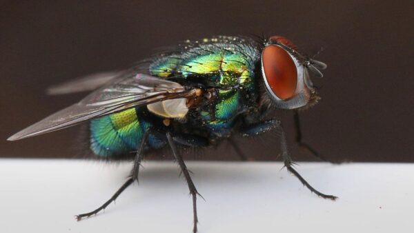 US to Open Fly Factory to Combat Flesh-Eating Parasite Threat to Cattle