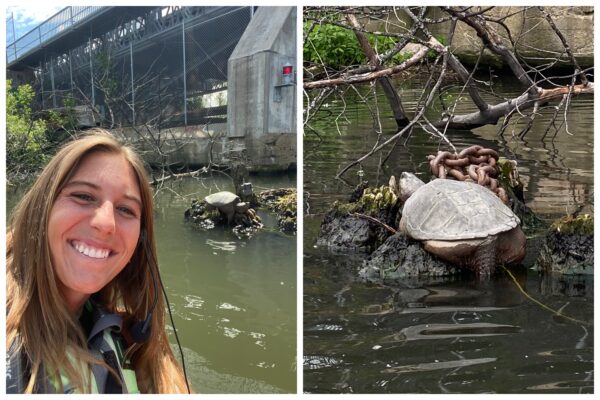 Chicago’s Beloved Chonkosaurus Sighted Again in the River