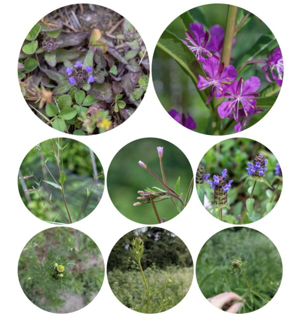 Rediscovering Native Plants: A Journey of Curiosity and Stewardship
