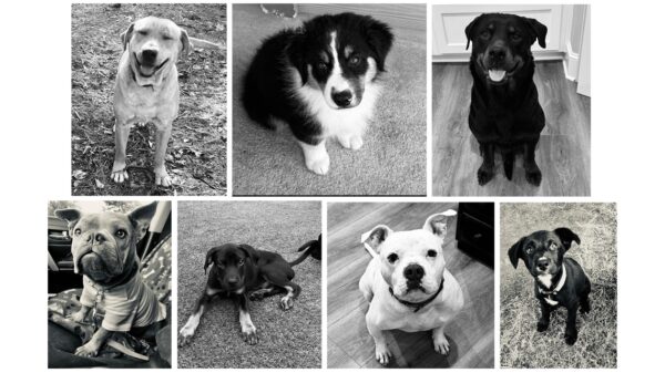 Tragic Van Fire Claims Lives of Rescued Dogs in Illinois