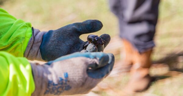Invasive Coconut Rhinoceros Beetle Found in Kona Area: Search for Breeding Sites Underway