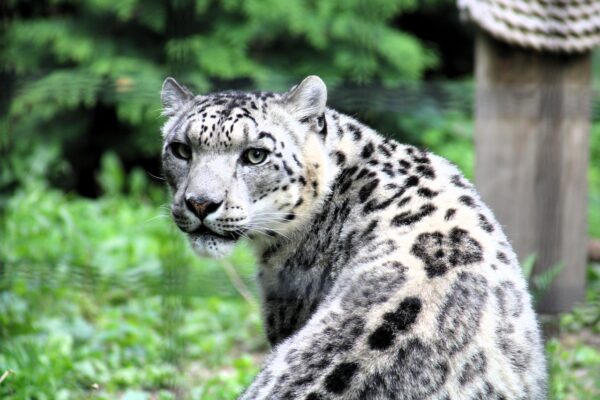 Explore Lincoln Park Zoo: A Free Urban Oasis in Chicago