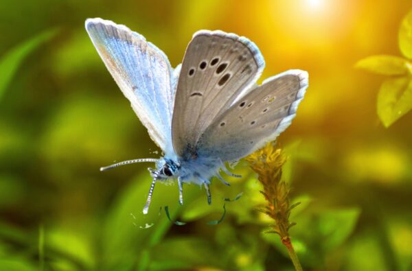 A Call to Action: Butterfly Species Face Ongoing Crisis in the U.S.
