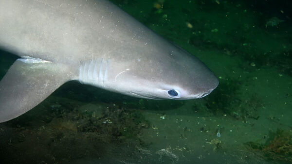 Des Moines Declared the Sixgill Shark Capital of the World