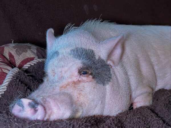 Community Mobilizes to Support Tottenville Family’s Beloved Pig Amid City Crackdown