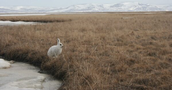 Alaska Faces Uncertainty in Wildlife Conservation Funding Amid Federal Budget Cuts