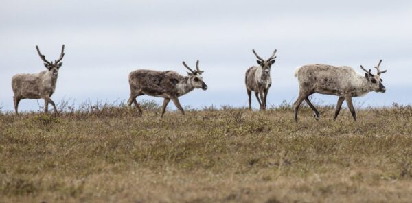 Future of the National Petroleum Reserve-Alaska at Risk Amid Proposed Oil Development