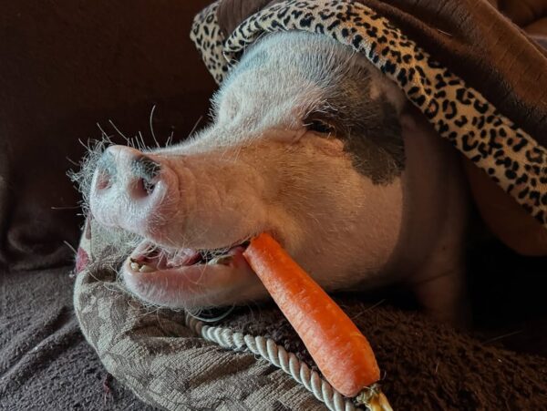 Mayor Adams Grants Pardon to Staten Island Family’s Pet Pig, Lucy